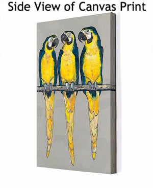 Three Macaws on Gray - Canvas Giclée Print