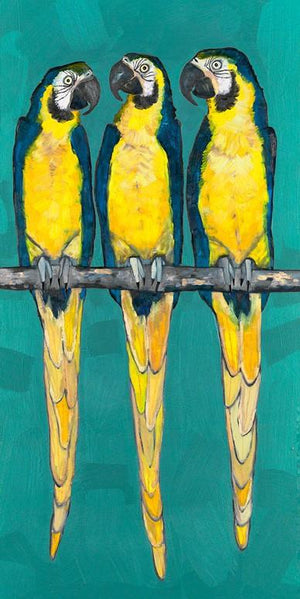 Three Macaws on Turquoise - Canvas Giclée Print